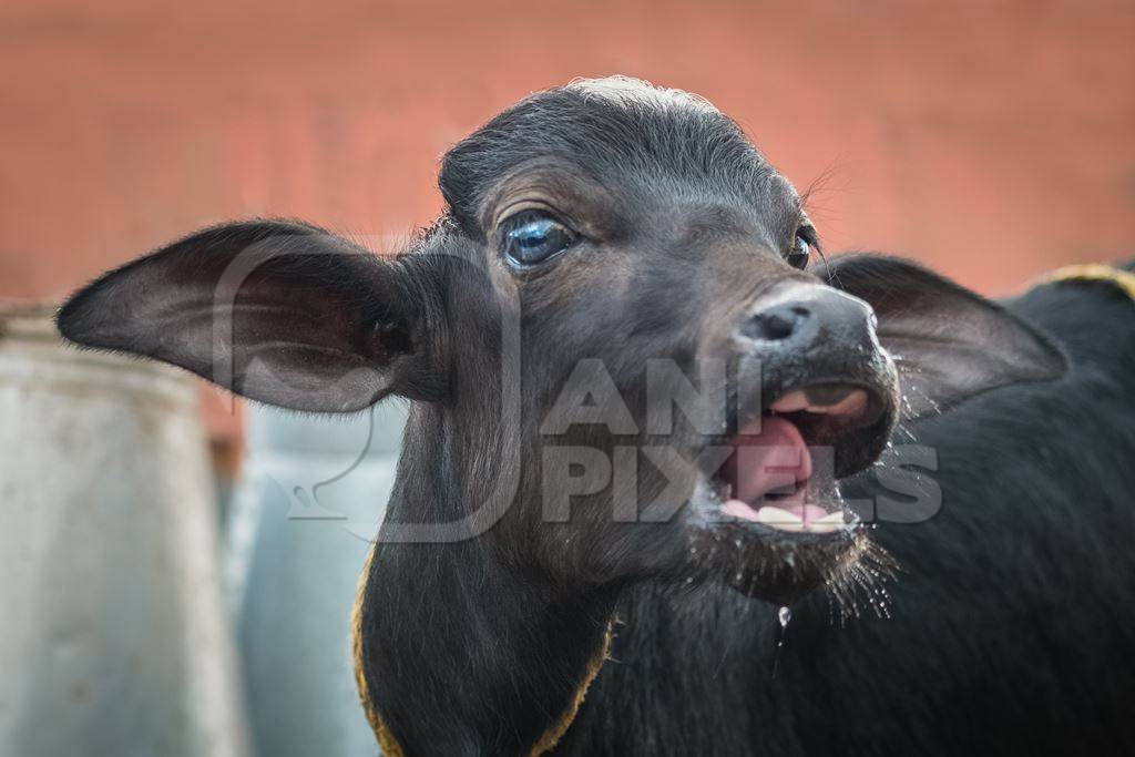 Small buffalo calf on urban dairy farm with milk pails in the background