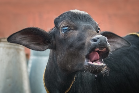 Small buffalo calf on urban dairy farm with milk pails in the background