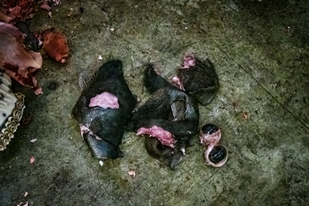 Pieces of buffalo at a meat market inside New Market, Kolkata, India, 2022
