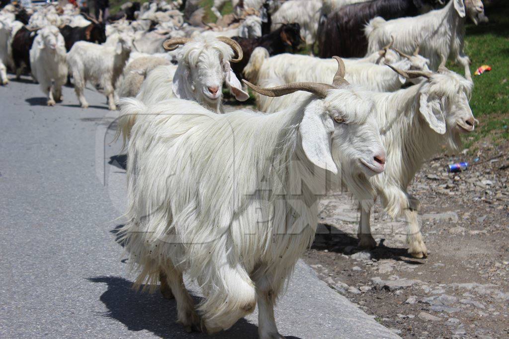 Herd of white goats in Manali