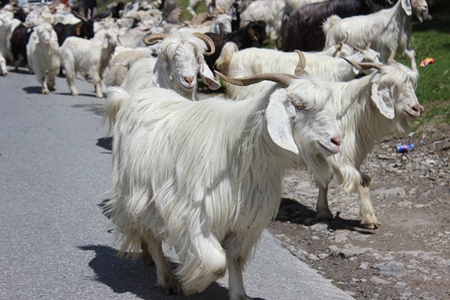 Herd of white goats in Manali