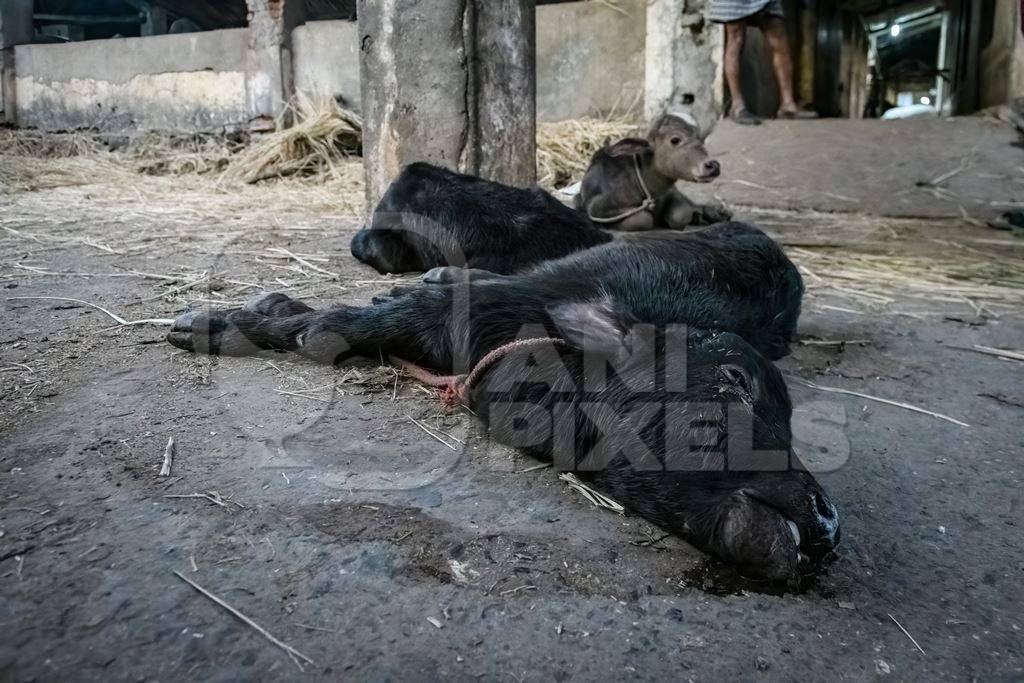 Dead Indian buffalo calf lying on the ground on an urban dairy farm or tabela, Aarey milk colony, Mumbai, India, 2023