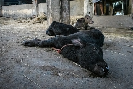 Dead Indian buffalo calf lying on the ground on an urban dairy farm or tabela, Aarey milk colony, Mumbai, India, 2023