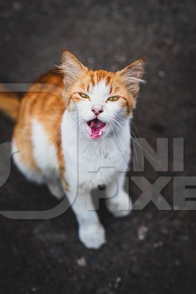 Close up of ginger and white Indian street or stray cat, Pune, India, 2024