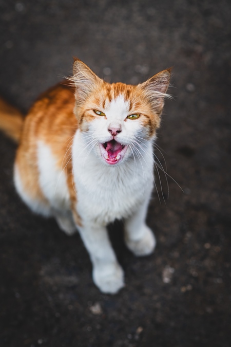 Close up of ginger and white Indian street or stray cat, Pune, India, 2024