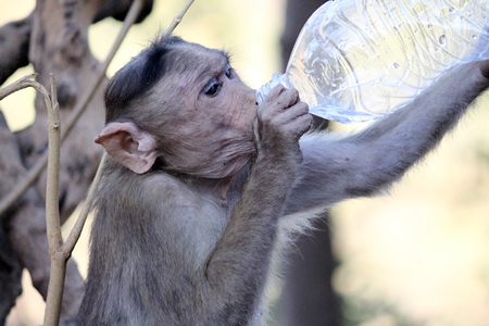 Thirsty macaque monkey drinking water from plastic bottle garbage