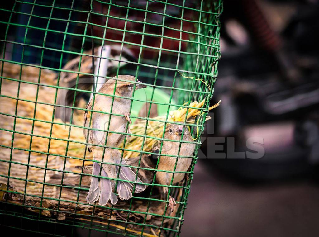 Sparrows captive in green cage waiting for people to pay to free them outside temple