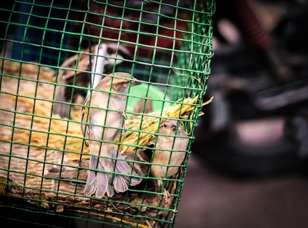 Sparrows captive in green cage waiting for people to pay to free them outside temple