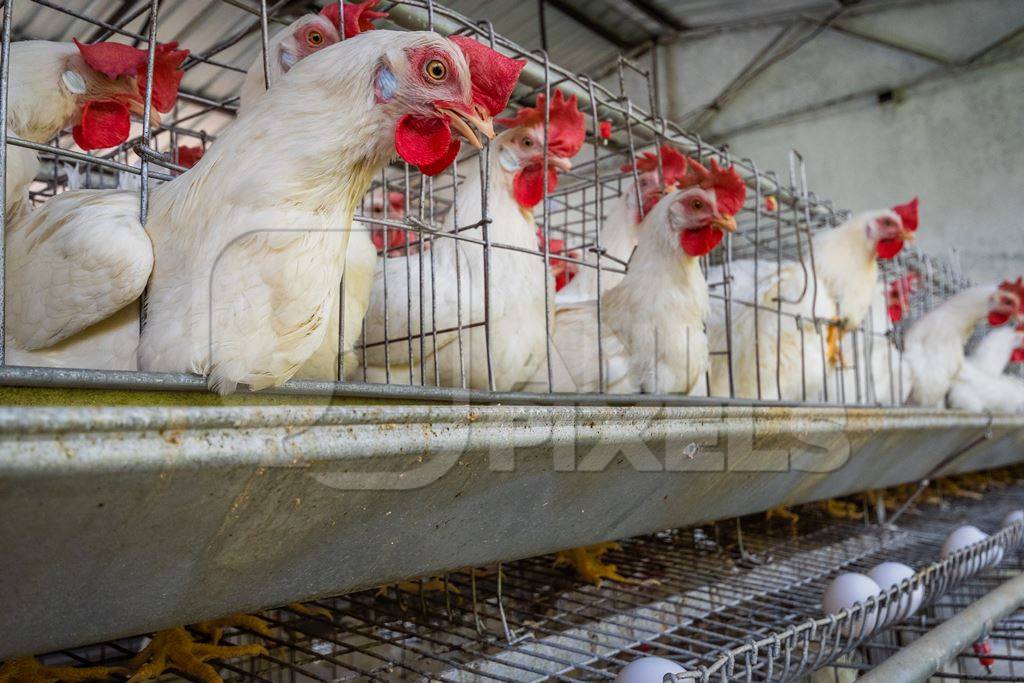 View of layer hens or chickens reaching through the bars of battery cages on a poultry layer farm or egg farm in rural Maharashtra, India, 2021