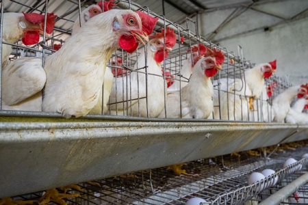 View of layer hens or chickens reaching through the bars of battery cages on a poultry layer farm or egg farm in rural Maharashtra, India, 2021