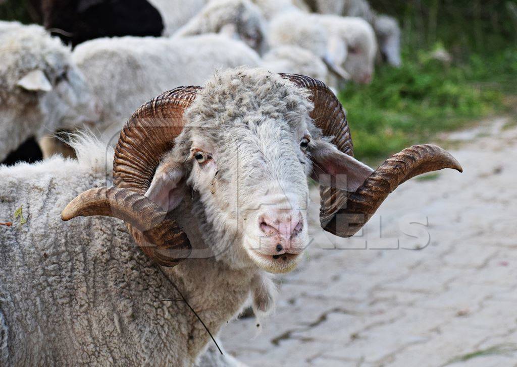 Photo of farmed sheep with curled horns in a field, India