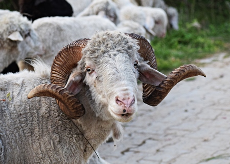 Photo of farmed sheep with curled horns in a field, India