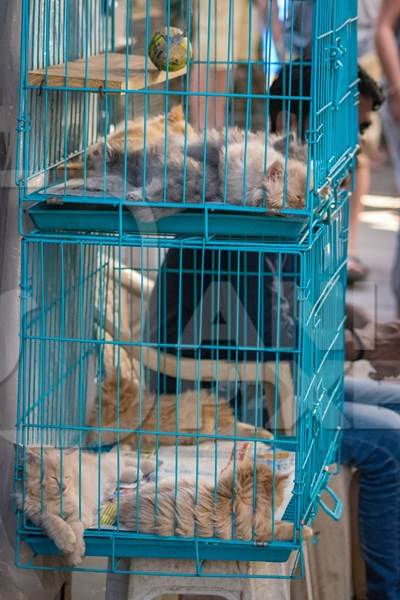 Pedigree persian cats in cage on sale as pets at Crawford pet market in Mumbai