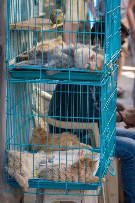 Pedigree persian cats in cage on sale as pets at Crawford pet market in Mumbai