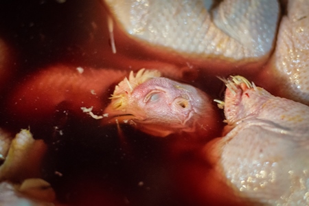 Dead chickens in a tub of red water