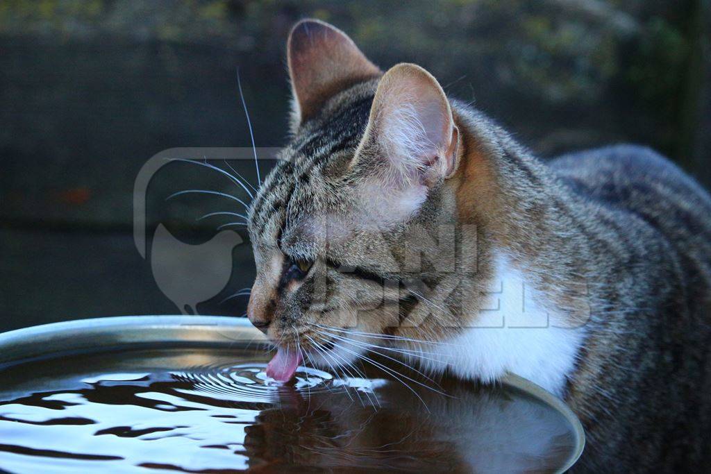 Thirsty tabby street cat drinking from water bowl