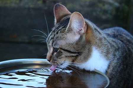 Thirsty tabby street cat drinking from water bowl