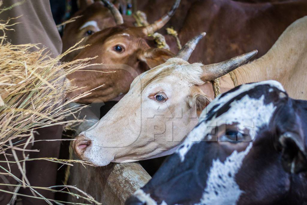 Dairy cows tied up in a barn in a dairy in rural village