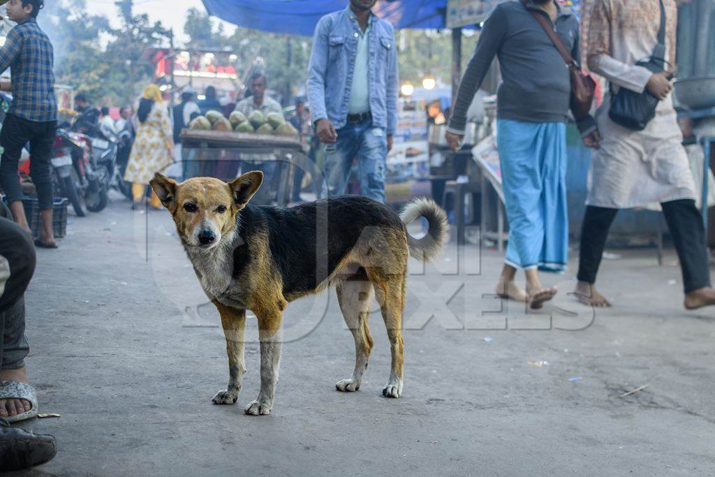 Old Indian street dog or stray pariah dog in the market, Nizamuddin, Delhi, India, 2023