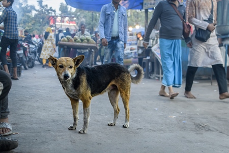 Old Indian street dog or stray pariah dog in the market, Nizamuddin, Delhi, India, 2023