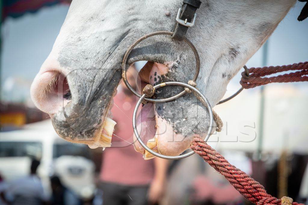 Close up of horses mouth with bit at Pushkar Camel Fair, Rajasthan, India, 2018