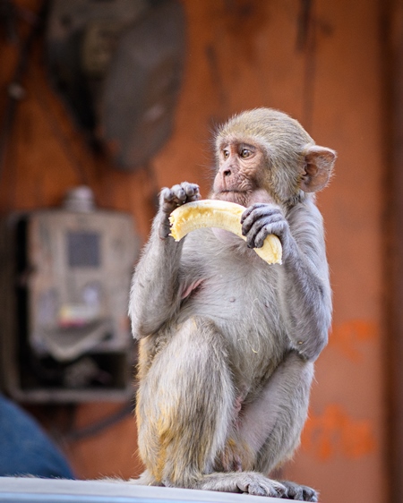Indian macaque monkey eating banana in the urban city of Jaipur, Rajasthan, India, 2022