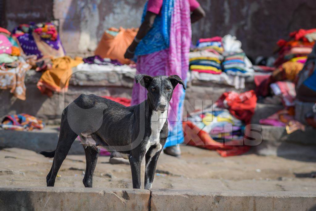 Indian street dog or stray pariah dog with colourful street market background in the urban city of Jodhpur, India, 2022