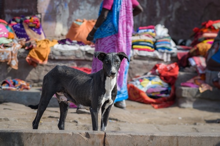 Indian street dog or stray pariah dog with colourful street market background in the urban city of Jodhpur, India, 2022