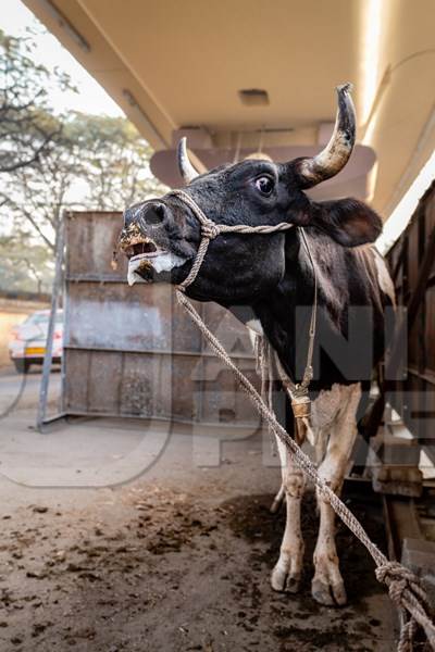 Distressed Indian dairy cow bellowing on an urban tabela in the divider of a busy road, Pune, Maharashtra, India, 2024