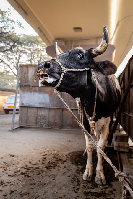 Distressed Indian dairy cow bellowing on an urban tabela in the divider of a busy road, Pune, Maharashtra, India, 2024