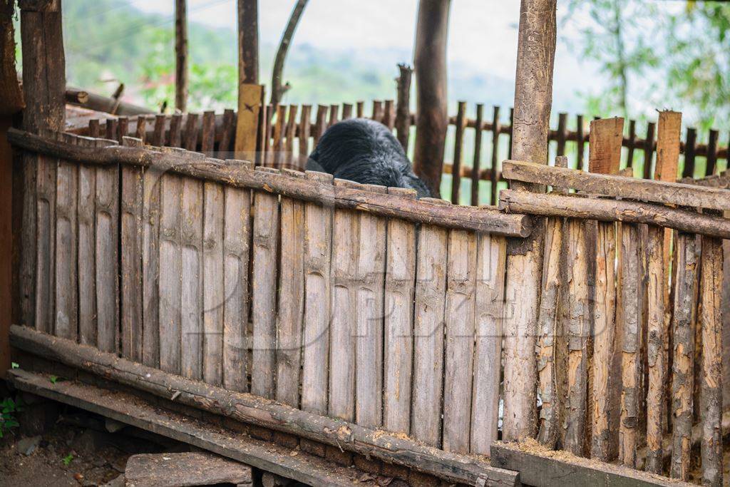 Pig in bamboo pen on farm in rural Nagaland