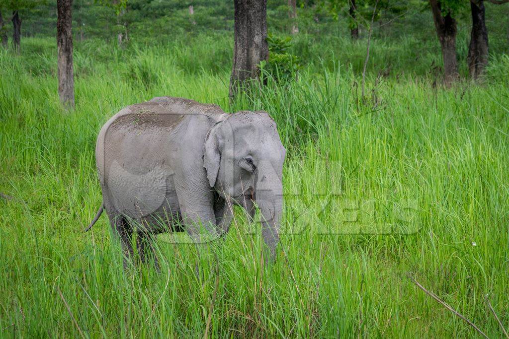 Wild Indian elephant in the green grass at Kaziranga National Park in Assam