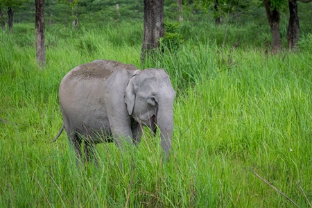 Wild Indian elephant in the green grass at Kaziranga National Park in Assam