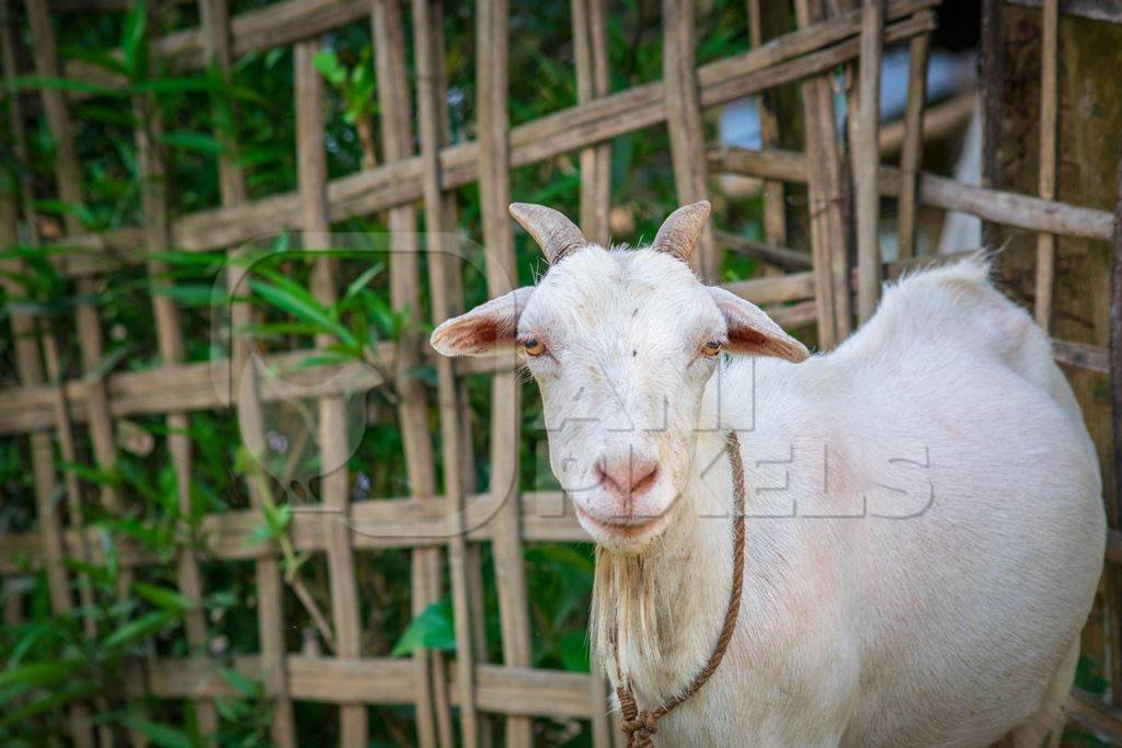 white female farmed Indian goat on rural goat farm in Assam, India