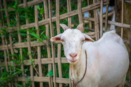 white female farmed Indian goat on rural goat farm in Assam, India