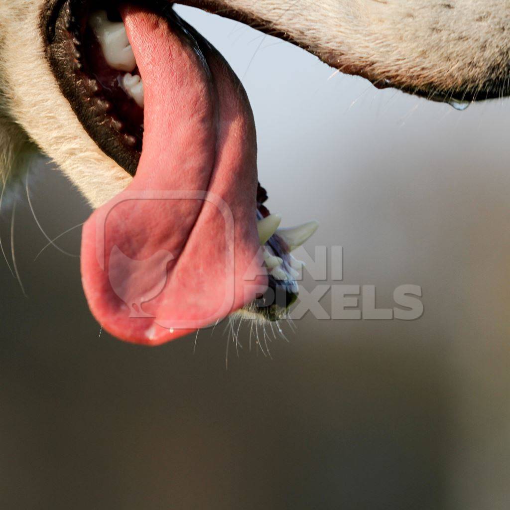 Close up of dog panting with mouth open and tongue