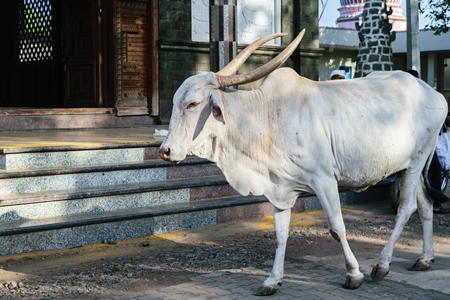 White bullock with large horns walking along the street in a city