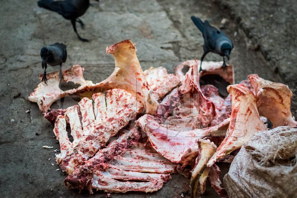 Crows eating ribs of buffalo outside Crawford meat market in Mumbai