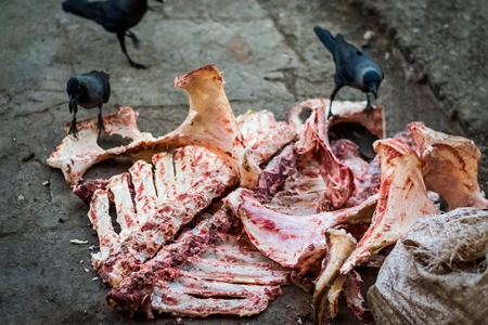 Crows eating ribs of buffalo outside Crawford meat market in Mumbai