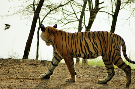 Bengal tiger taking a walk