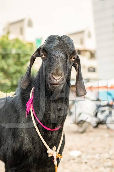 Black goat tied up outside a mutton shop in an urban city