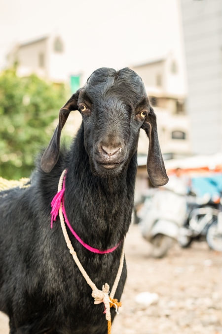 Black goat tied up outside a mutton shop in an urban city