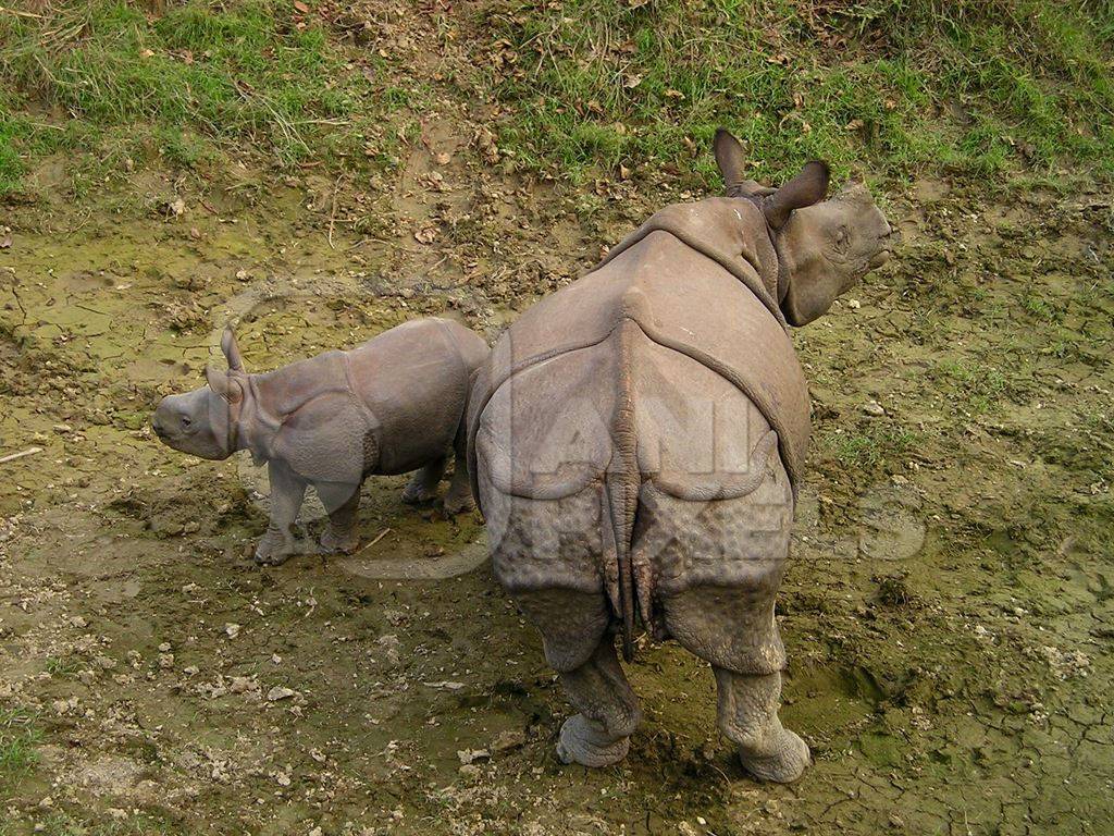 Indian one horned rhino