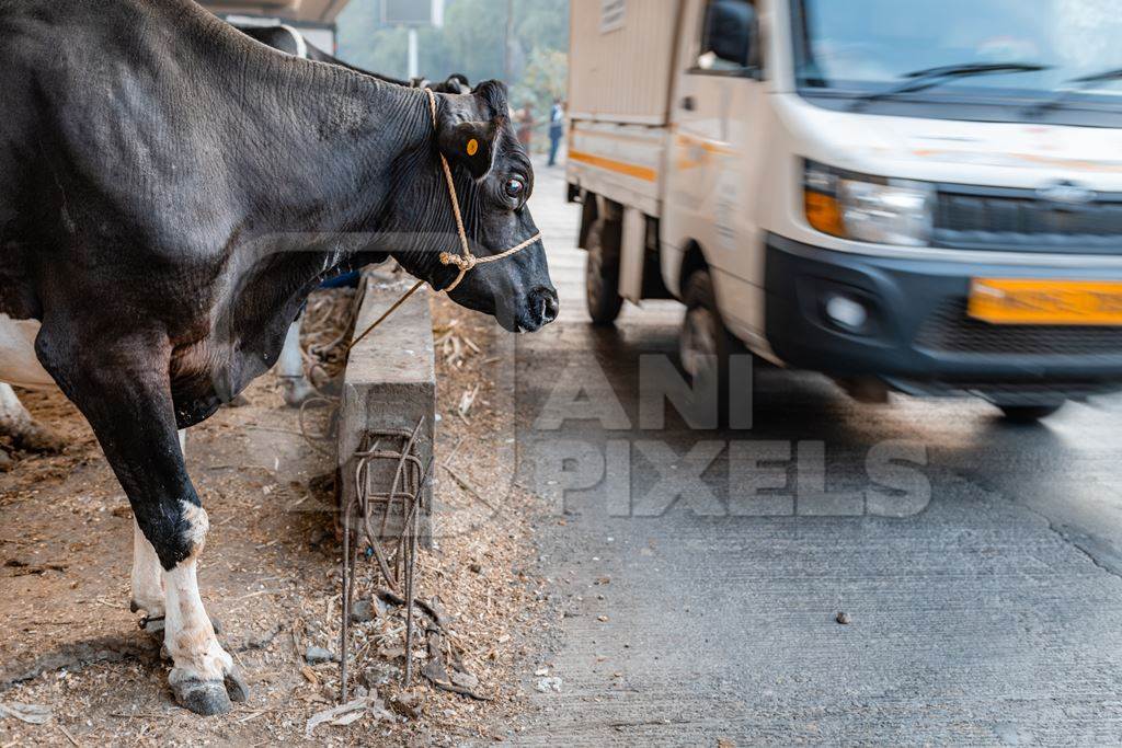 Indian dairy cow tied up on an urban tabela in the divider of a busy road with traffic, Pune, Maharashtra, India, 2024