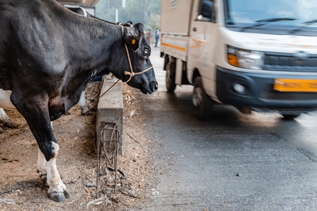 Indian dairy cow tied up on an urban tabela in the divider of a busy road with traffic, Pune, Maharashtra, India, 2024