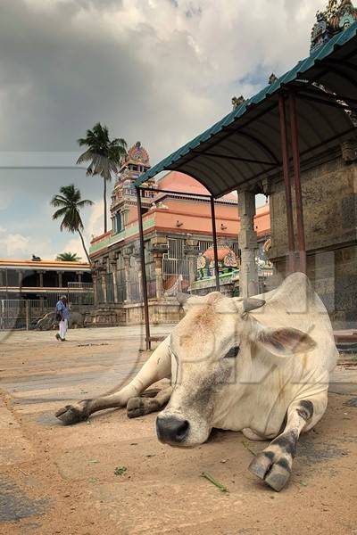 Indian street cow lying on street outside temple in India