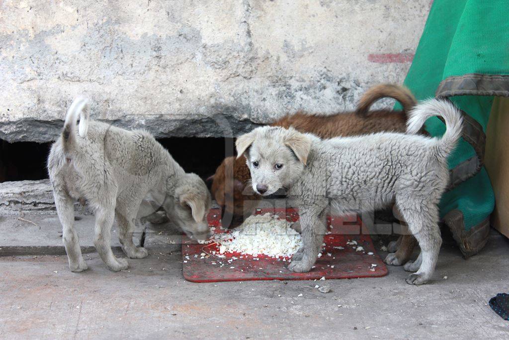 Two white dirty fluffy street puppies eating