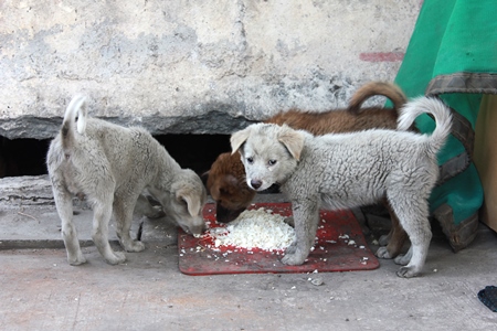 Two white dirty fluffy street puppies eating