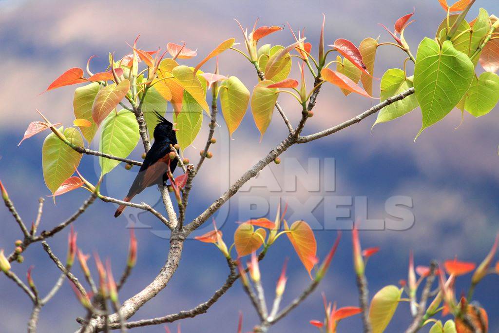 Crested bunting calling from branch of a tree