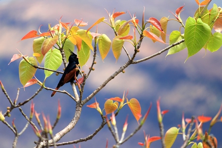 Crested bunting calling from branch of a tree